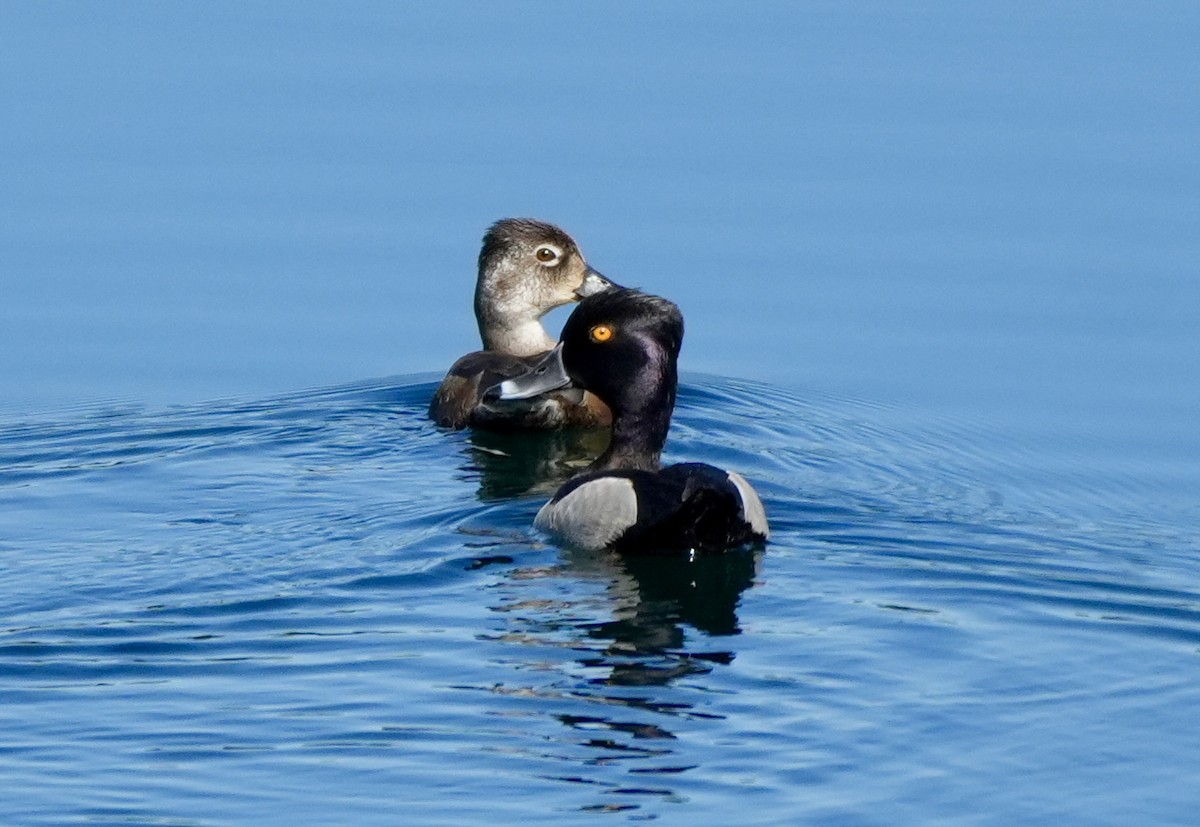 Ring-necked Duck - ML620713179