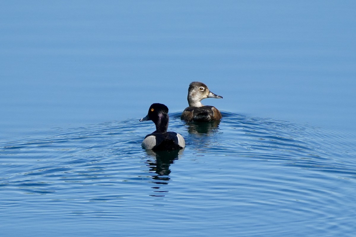 Ring-necked Duck - ML620713180