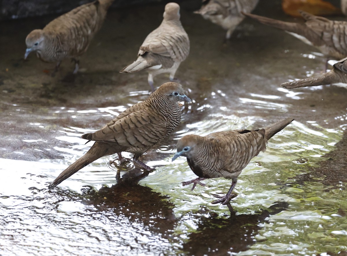 Zebra Dove - ML620713184