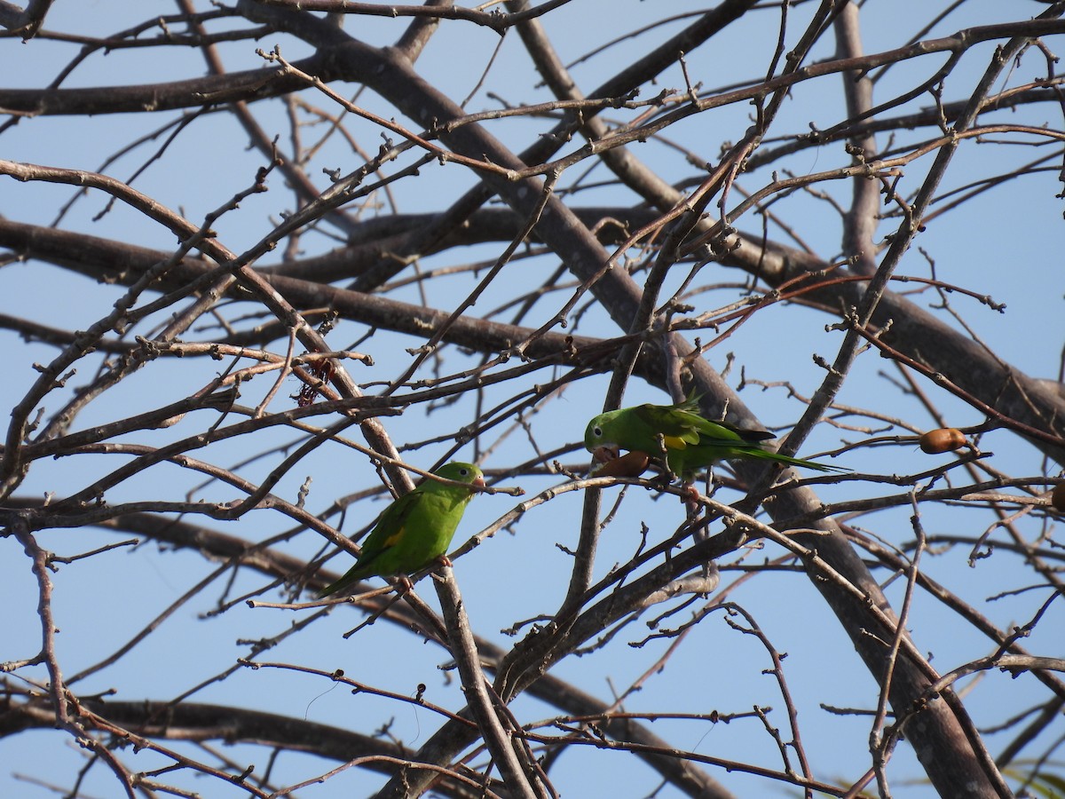 Yellow-chevroned Parakeet - ML620713188