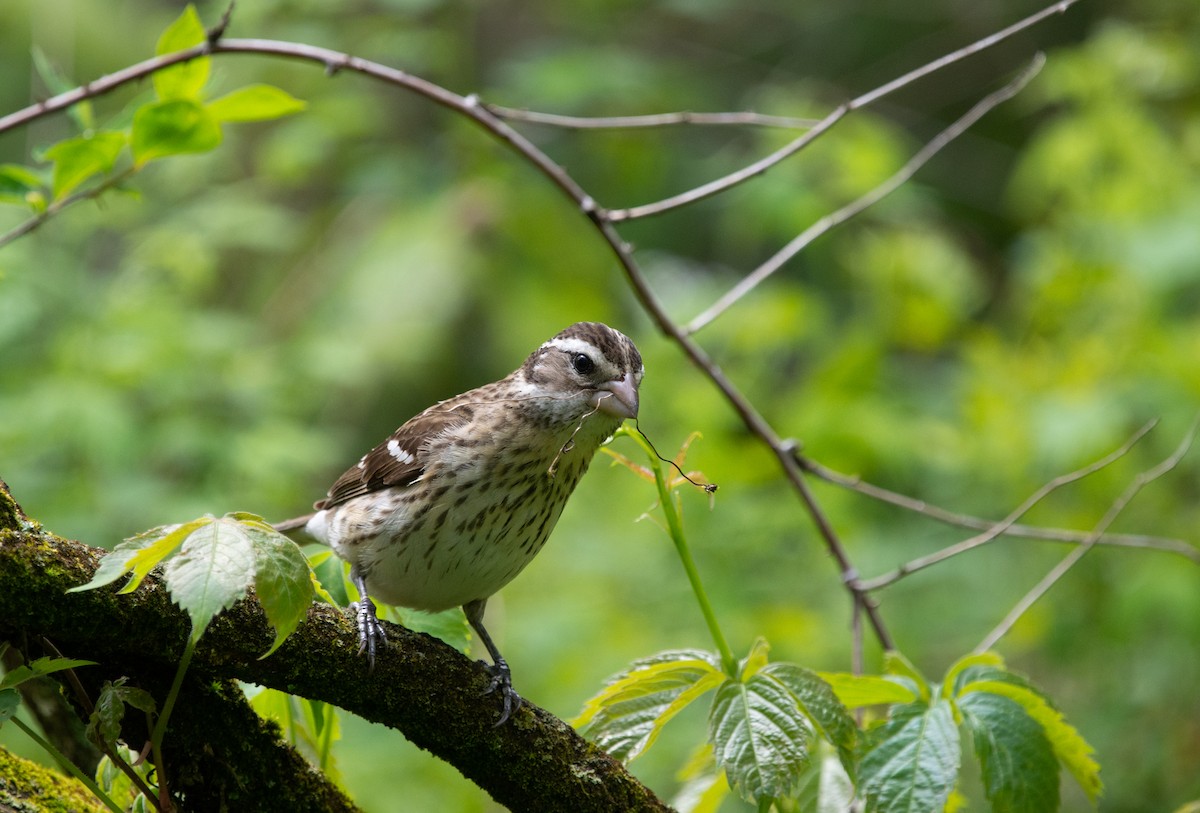 Rose-breasted Grosbeak - Anthony Vanderheyden