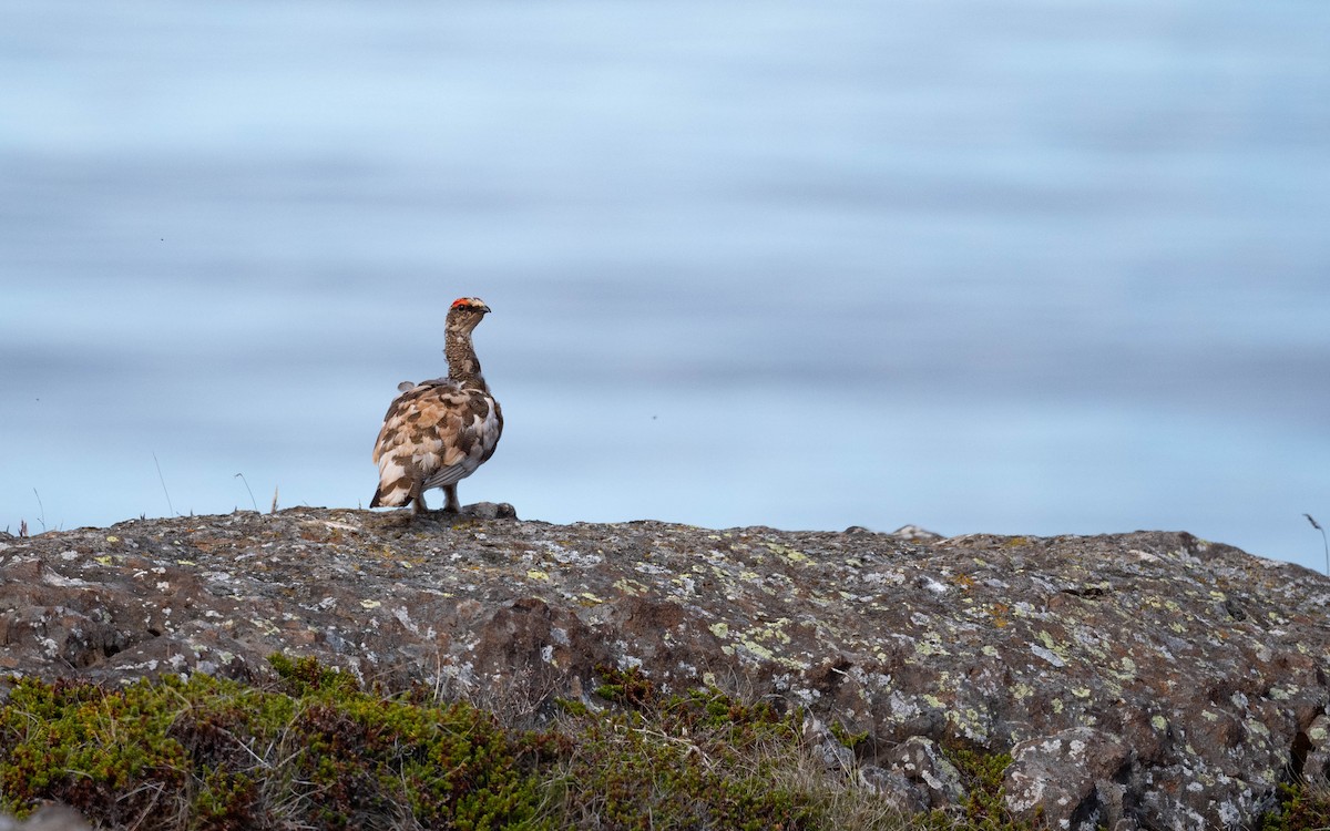 Rock Ptarmigan - ML620713190