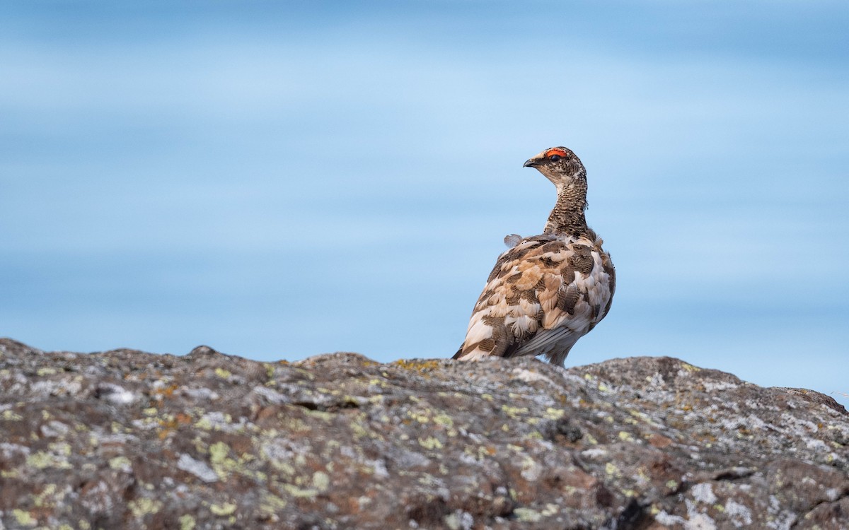 Rock Ptarmigan - ML620713191