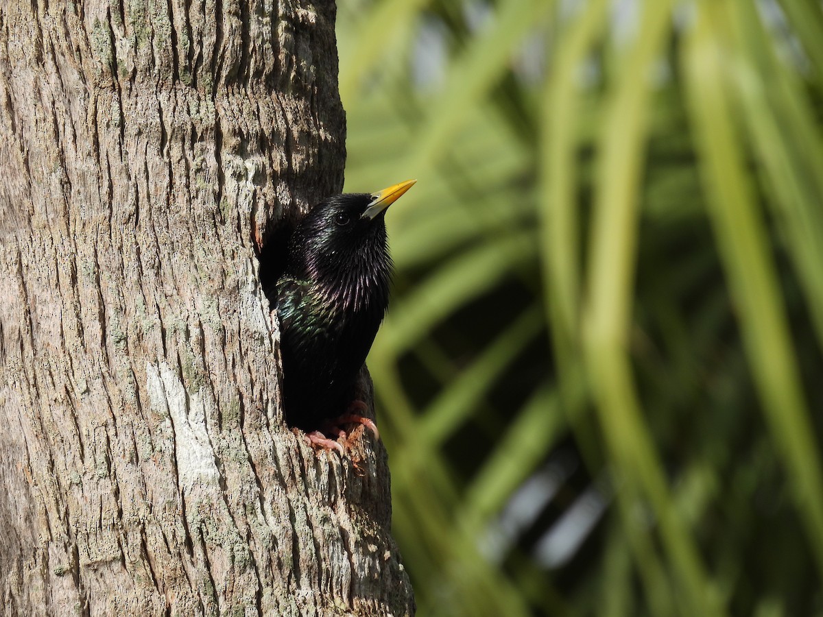 European Starling - ML620713193