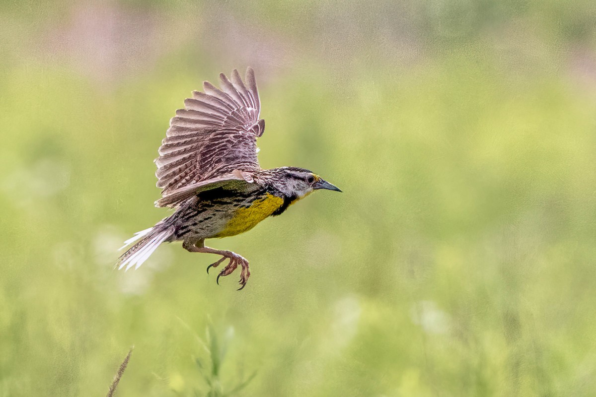 Eastern Meadowlark - ML620713197