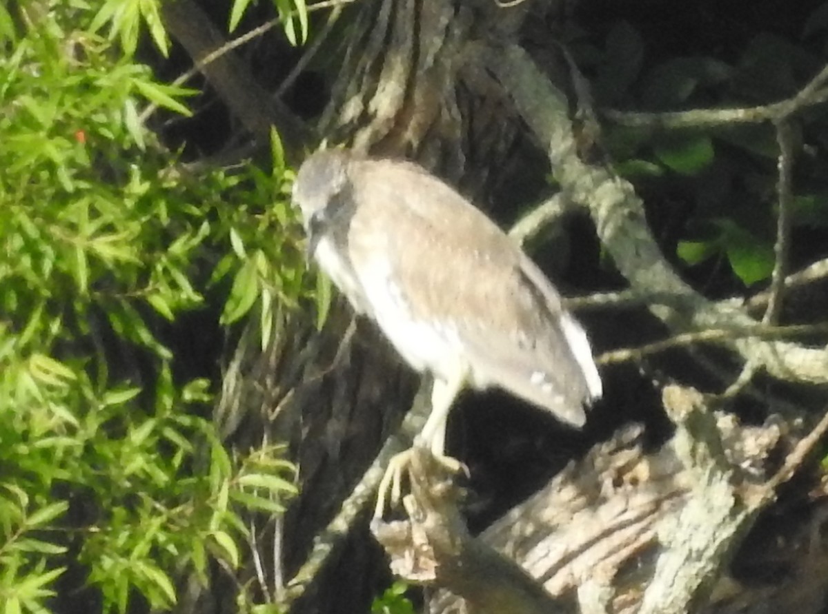 Black-crowned Night Heron - ML620713209