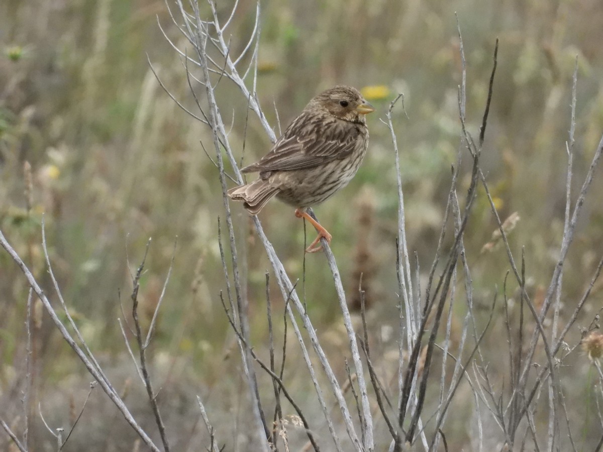 Corn Bunting - ML620713216