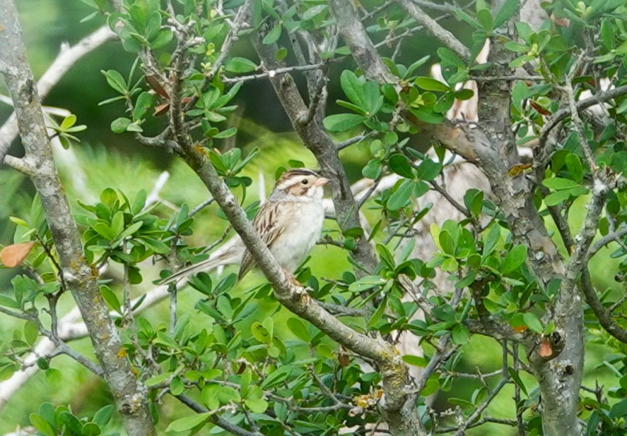 Clay-colored Sparrow - ML620713218