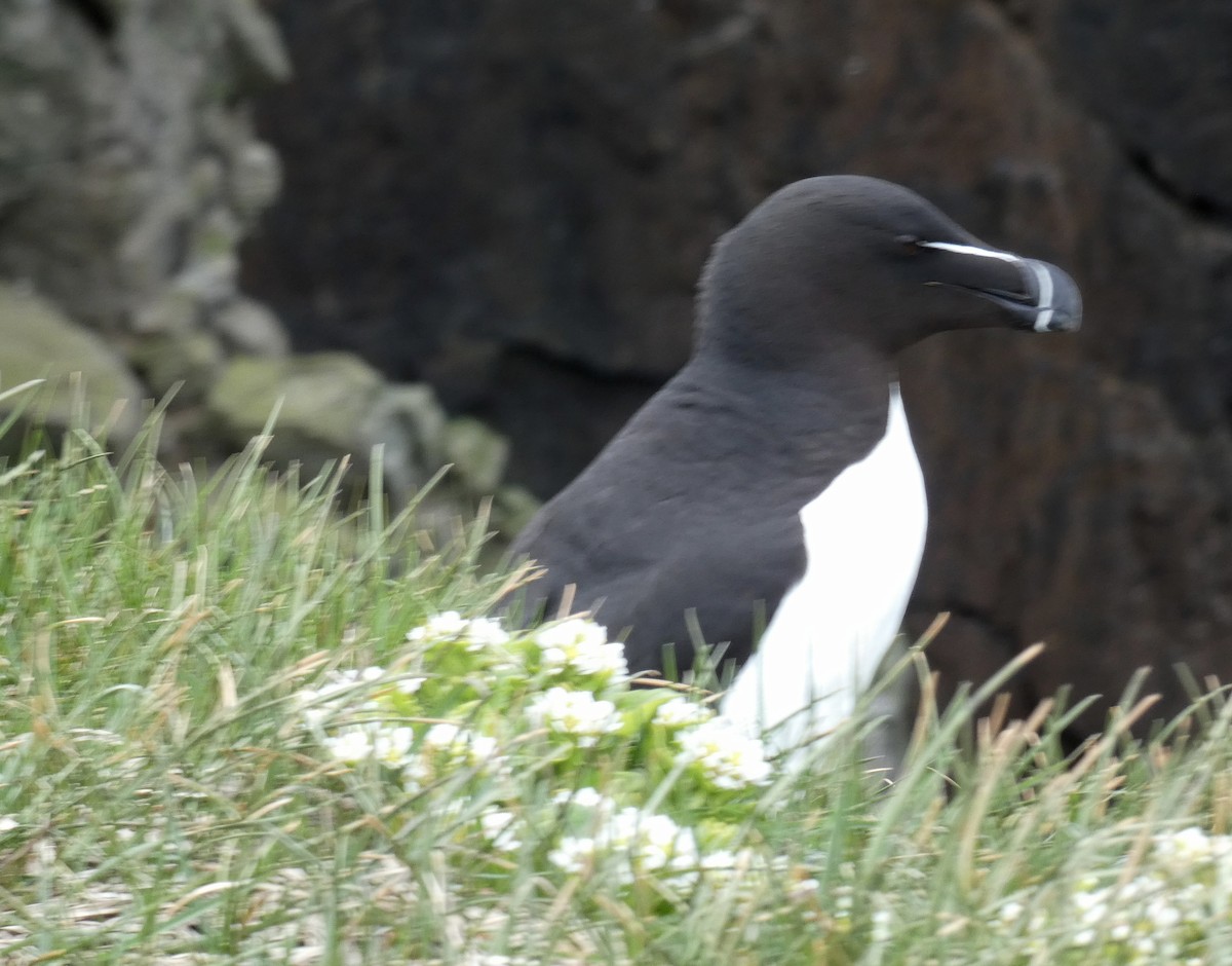 Razorbill - ML620713222