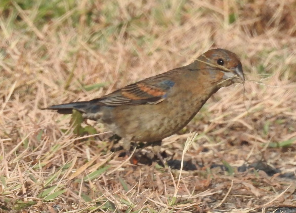 Blue Grosbeak - ML620713224