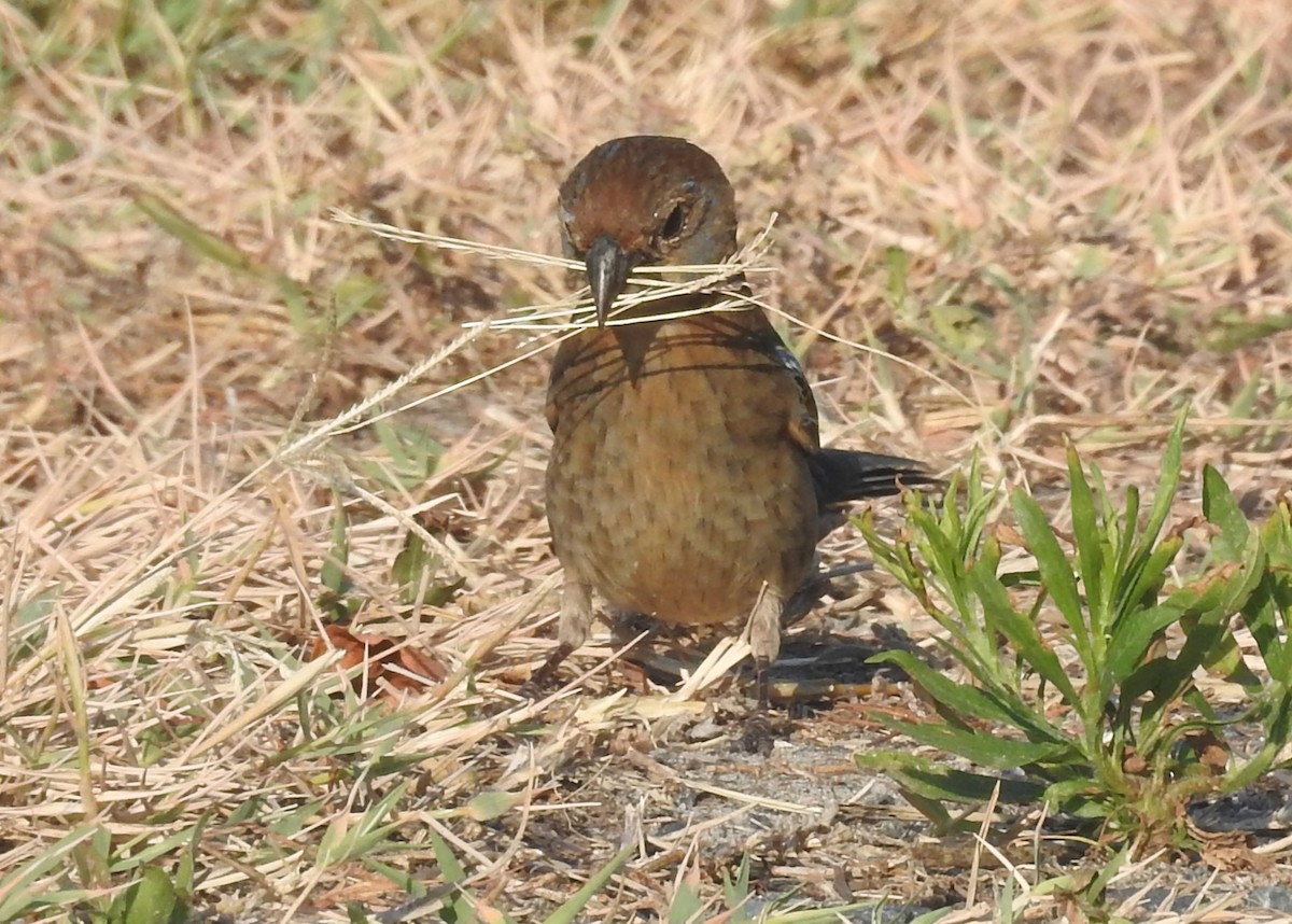 Blue Grosbeak - ML620713225