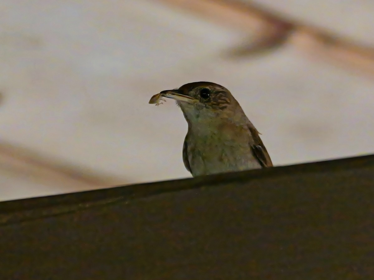 House Wren - ML620713227