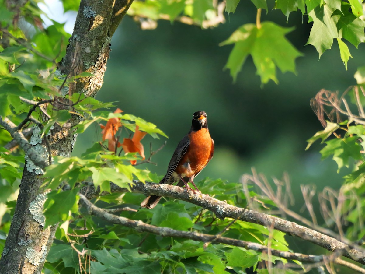 American Robin - ML620713231