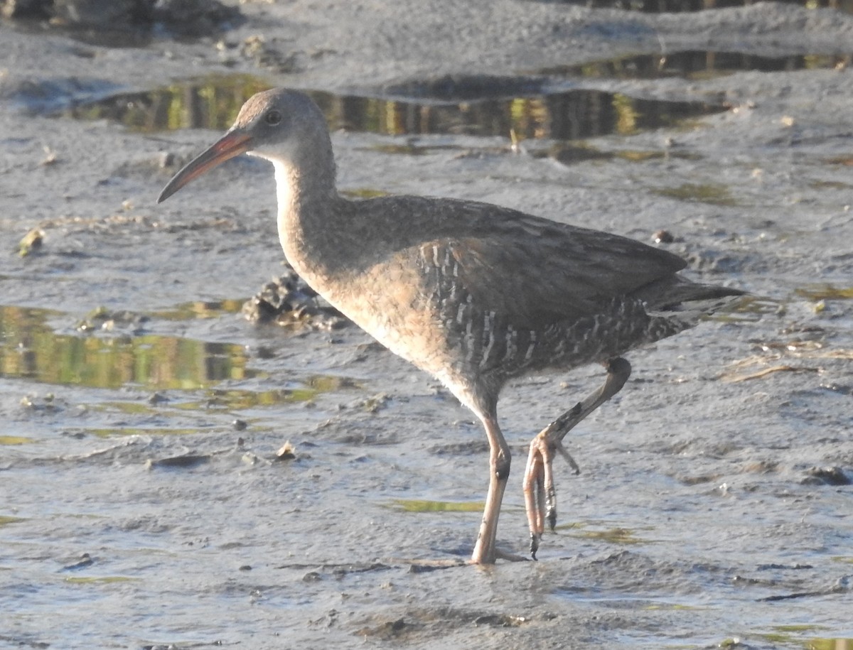 Clapper Rail - ML620713236