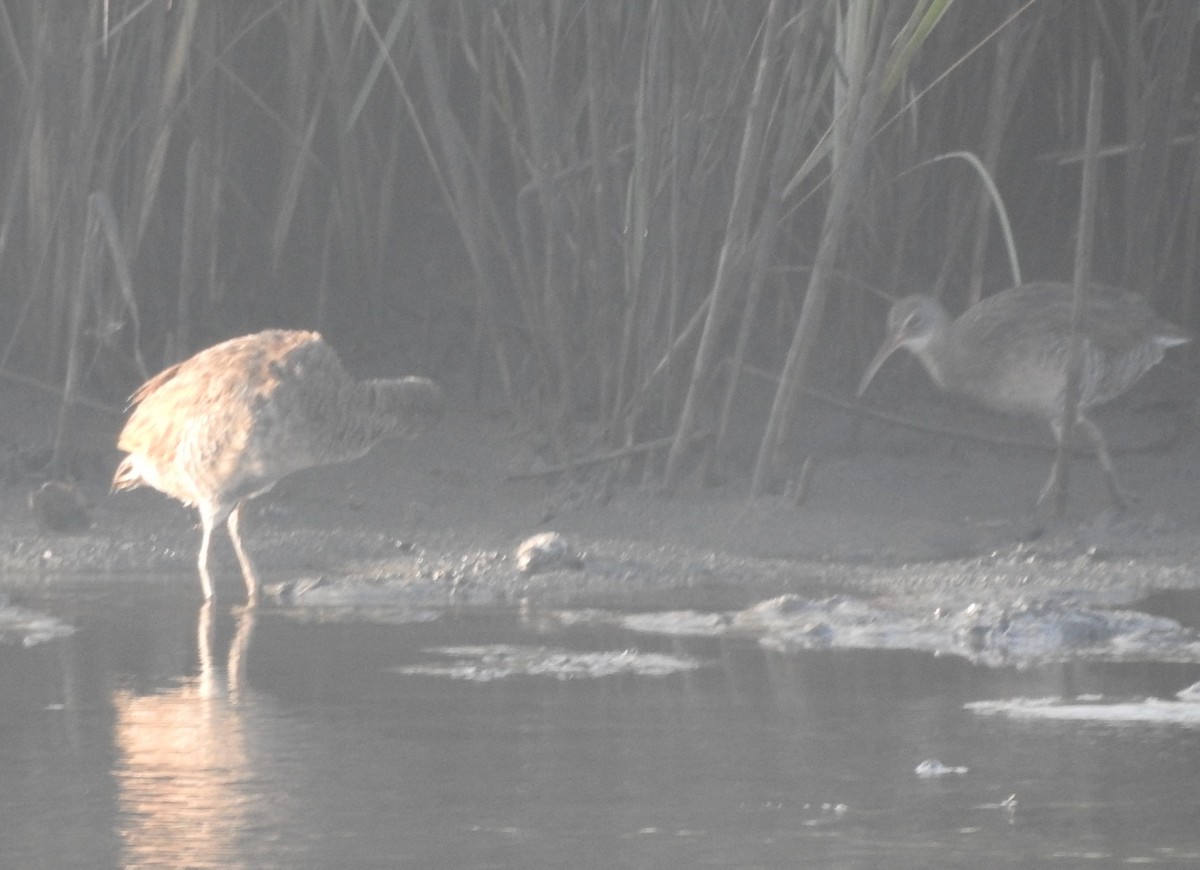 Clapper Rail - ML620713237