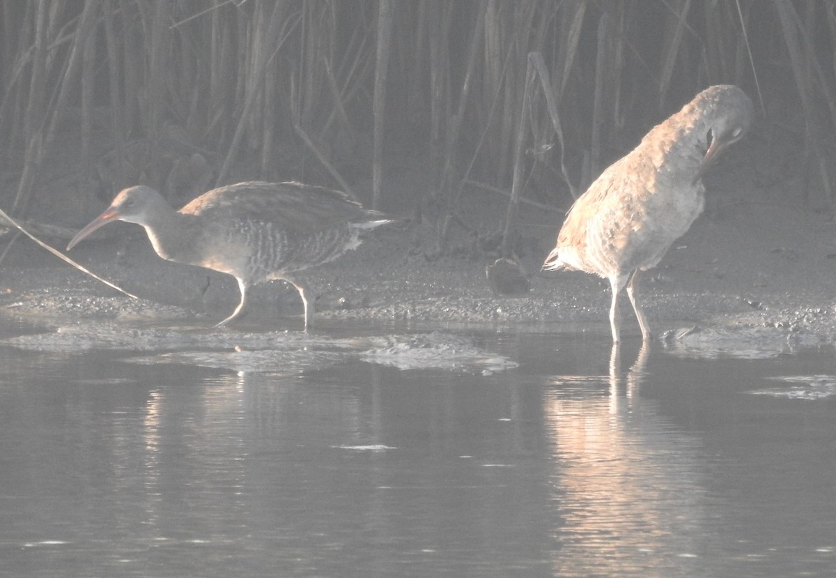 Clapper Rail - ML620713238