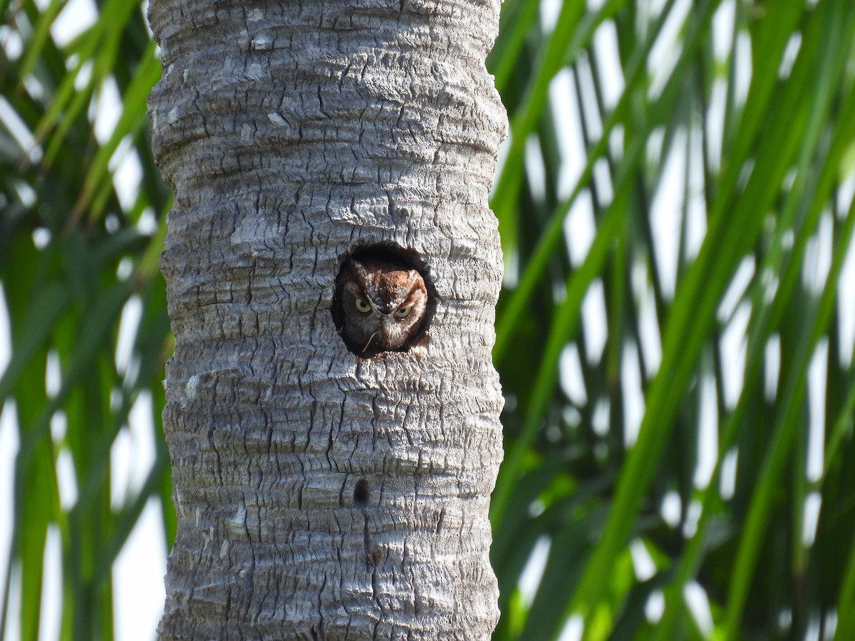 Eastern Screech-Owl - ML620713239