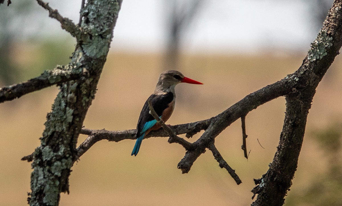 Gray-headed Kingfisher - ML620713241