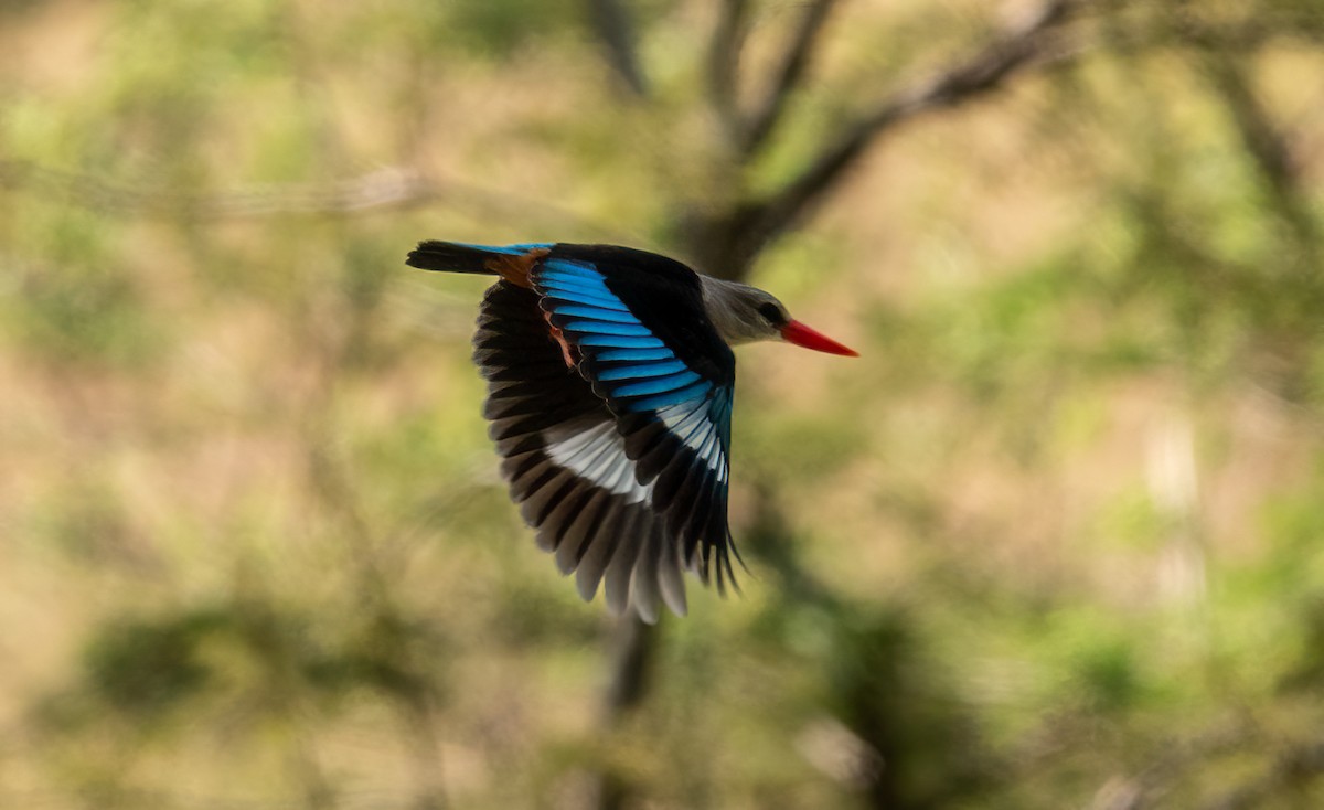 Gray-headed Kingfisher - ML620713242