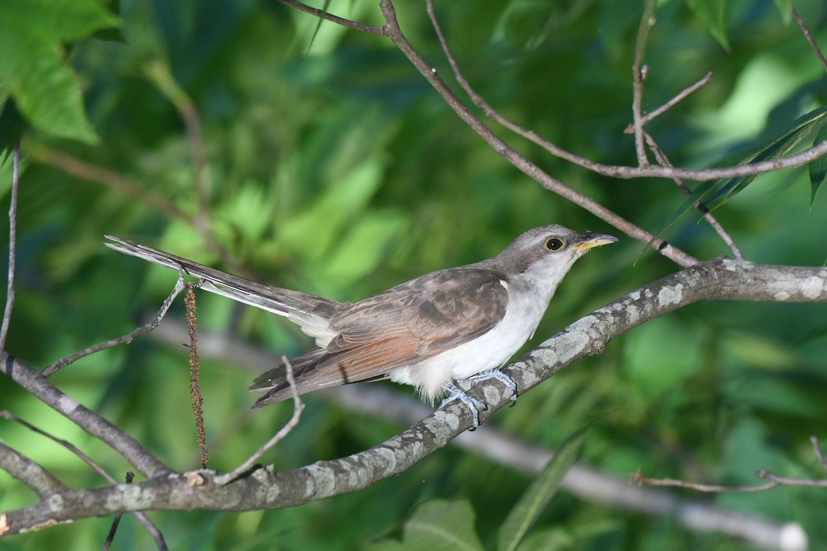 Yellow-billed Cuckoo - ML620713243