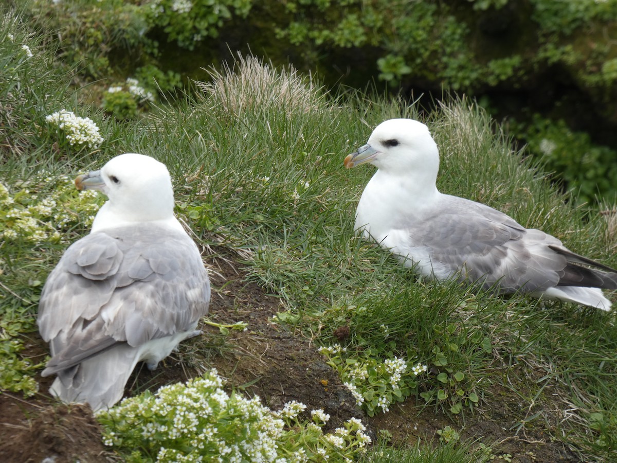 Fulmar Boreal - ML620713244