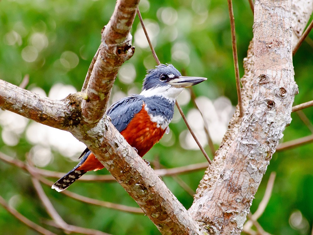 Ringed Kingfisher - ML620713245