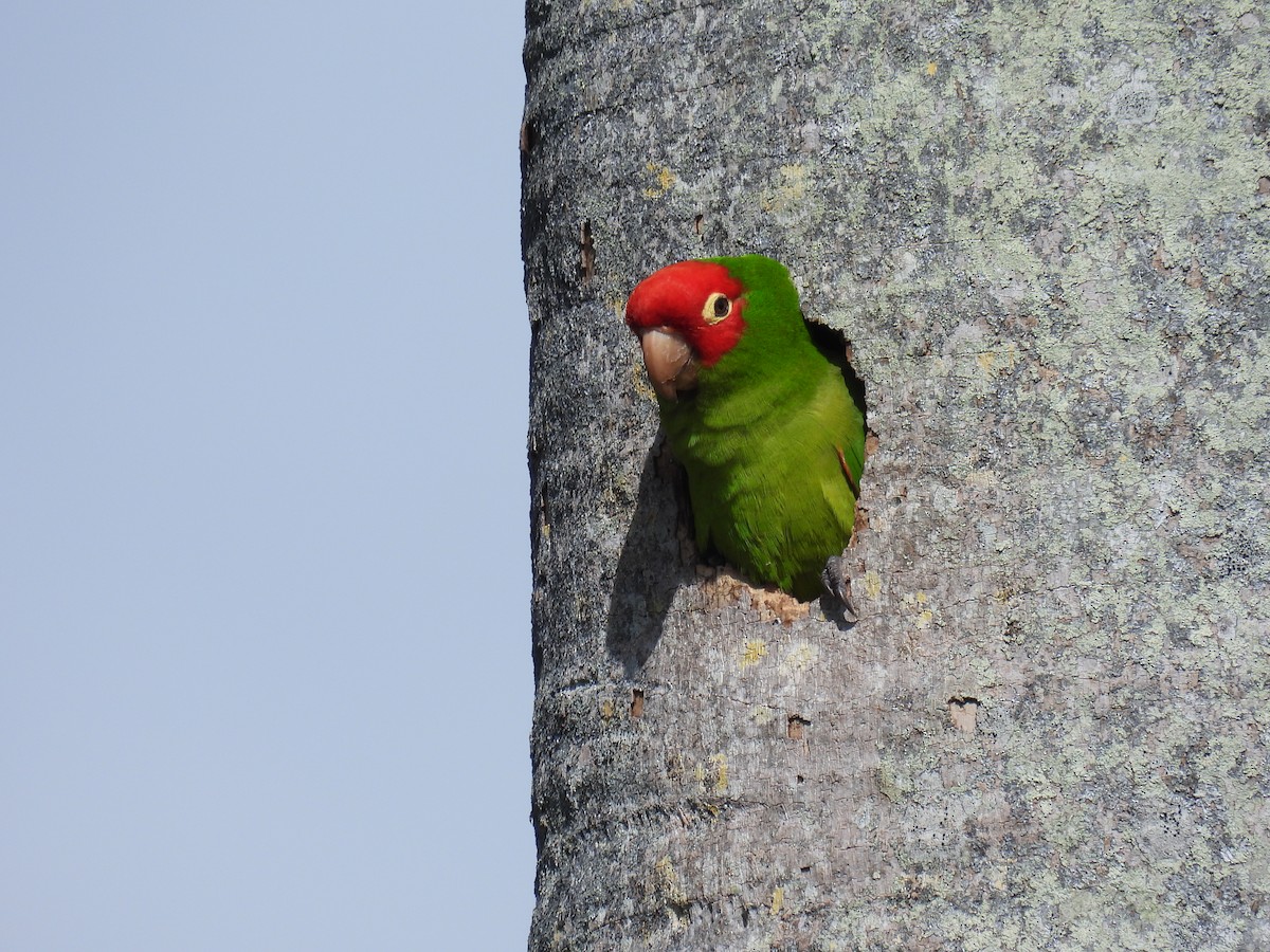 Red-masked Parakeet - ML620713247