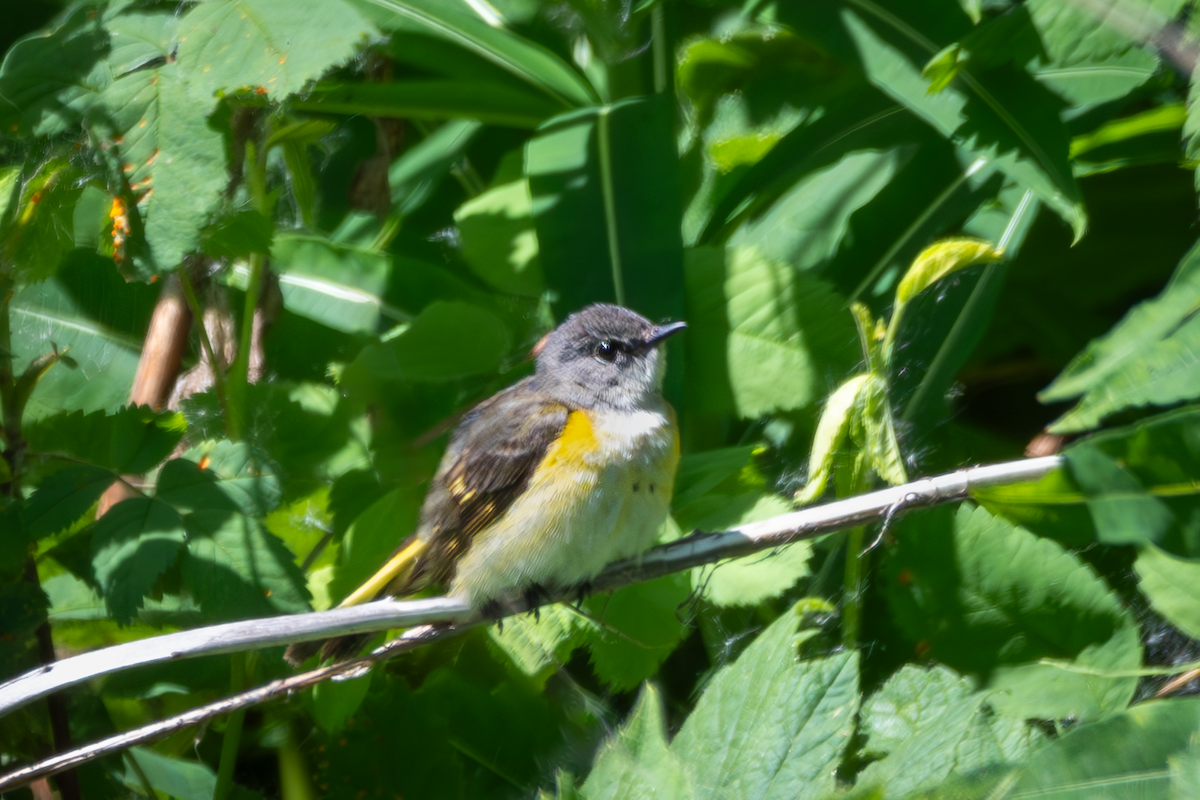 American Redstart - ML620713248