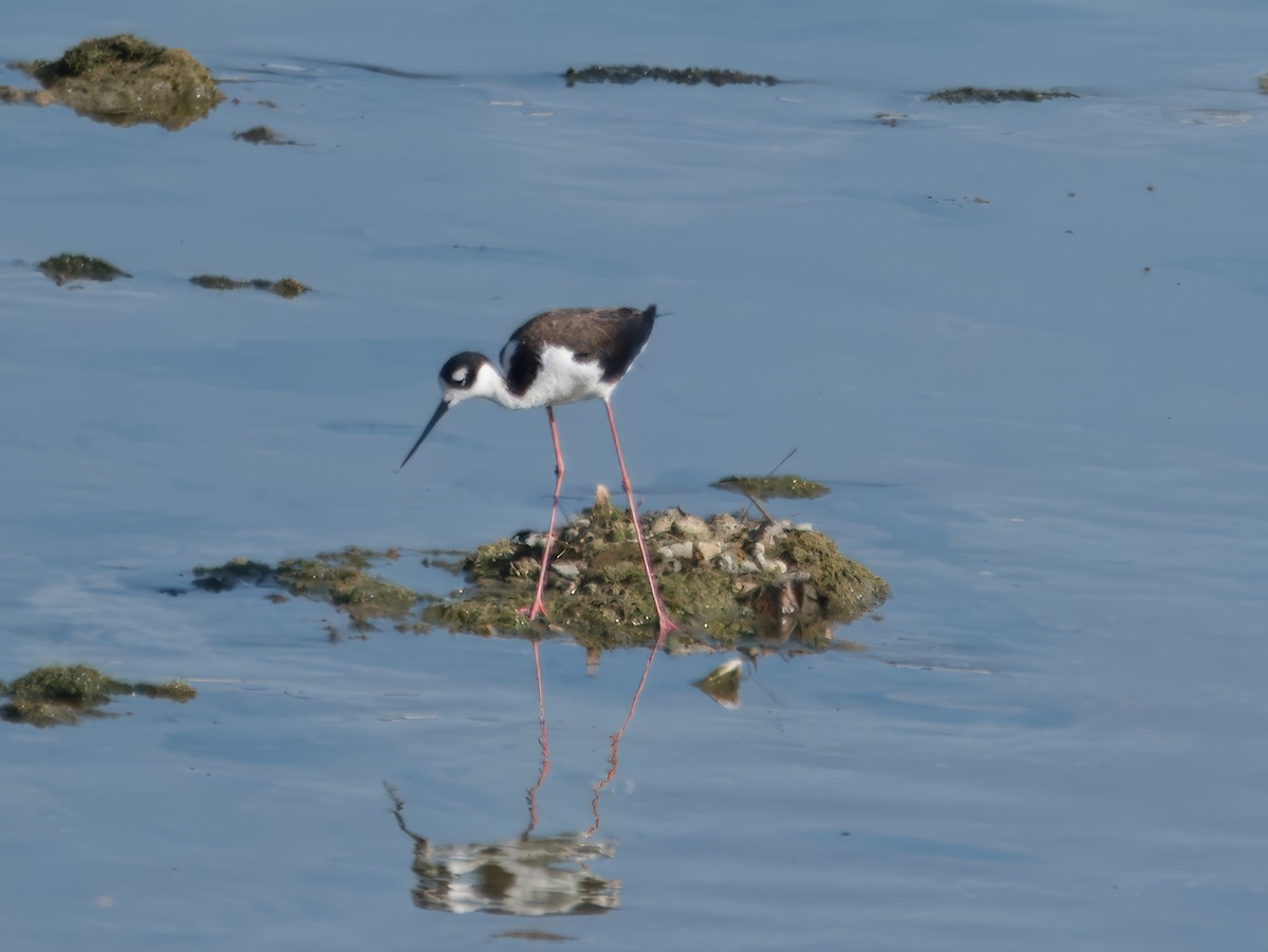 Black-necked Stilt - ML620713255