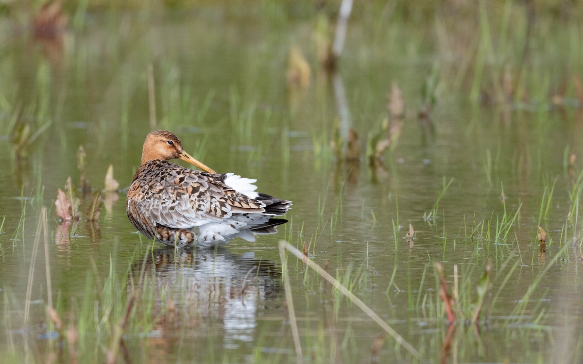 břehouš černoocasý (ssp. islandica) - ML620713257