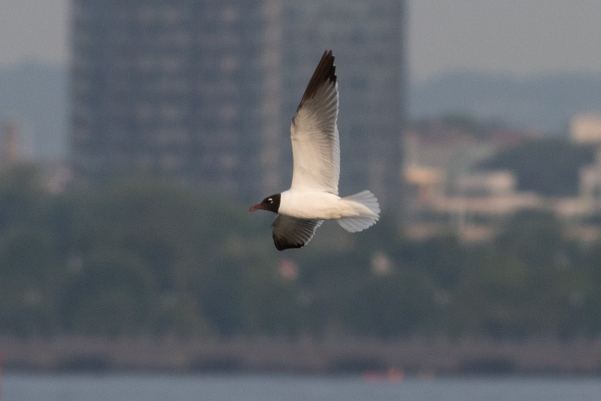 Mouette atricille - ML620713259