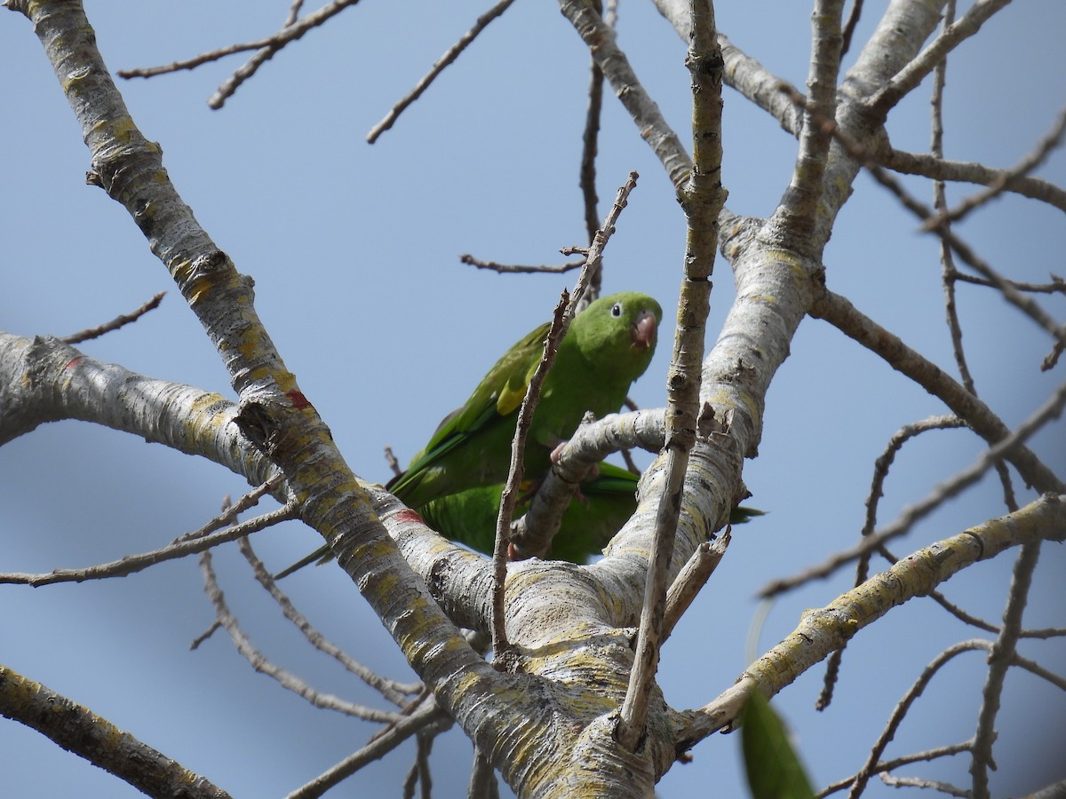 Yellow-chevroned Parakeet - ML620713260