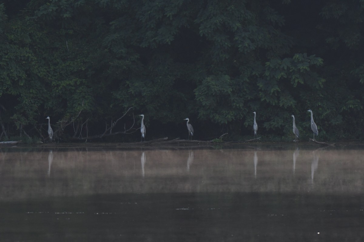 Great Blue Heron - Daniel Bailey