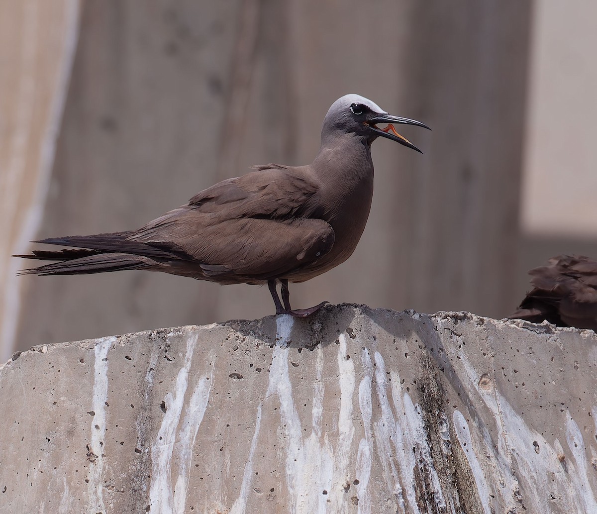 Brown Noddy - ML620713267