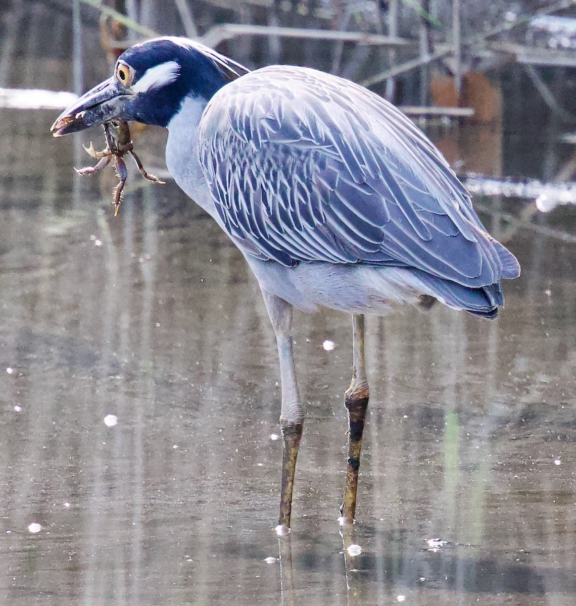 Yellow-crowned Night Heron - ML620713268