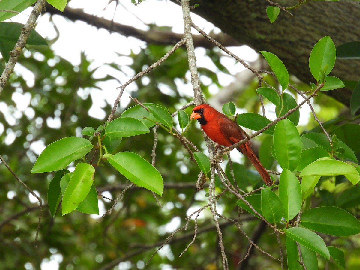 Northern Cardinal - ML620713269