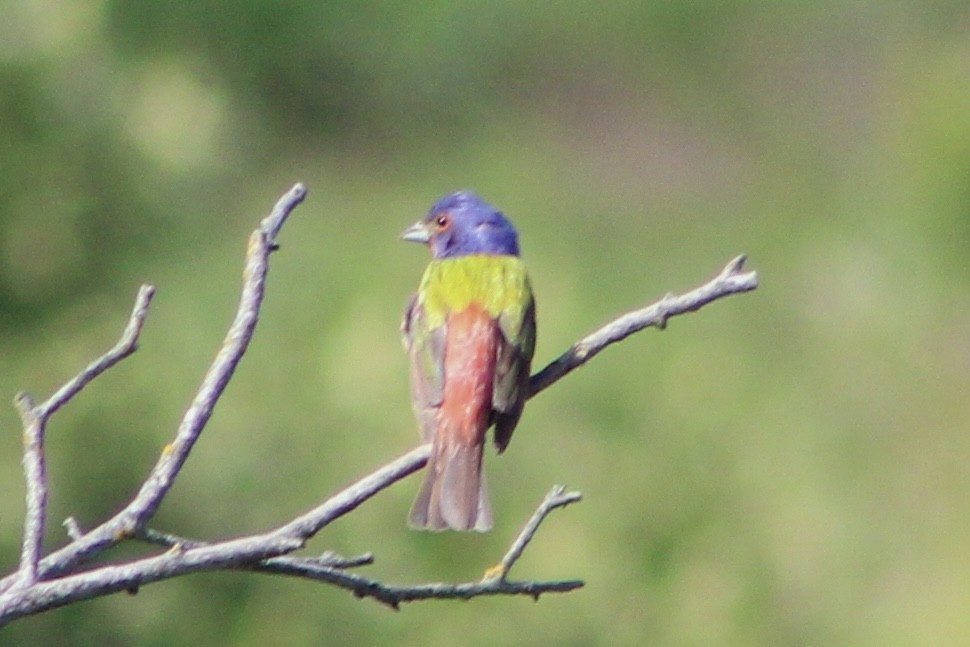 Painted Bunting - ML620713271