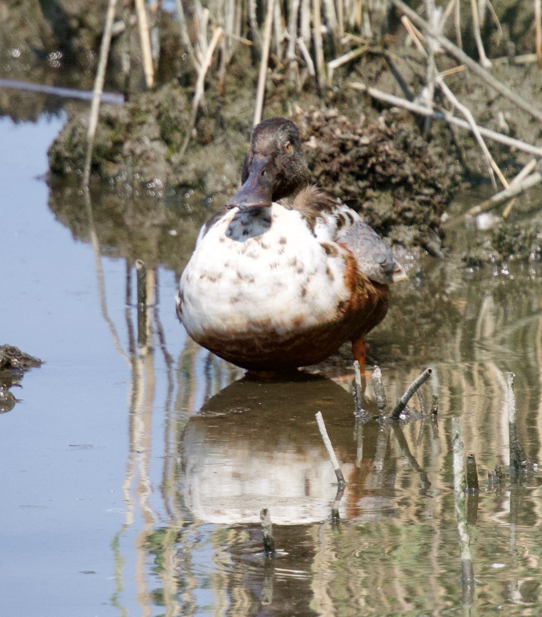 Northern Shoveler - ML620713272