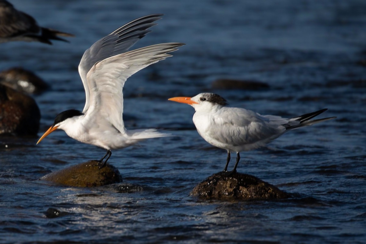 Royal Tern - ML620713274