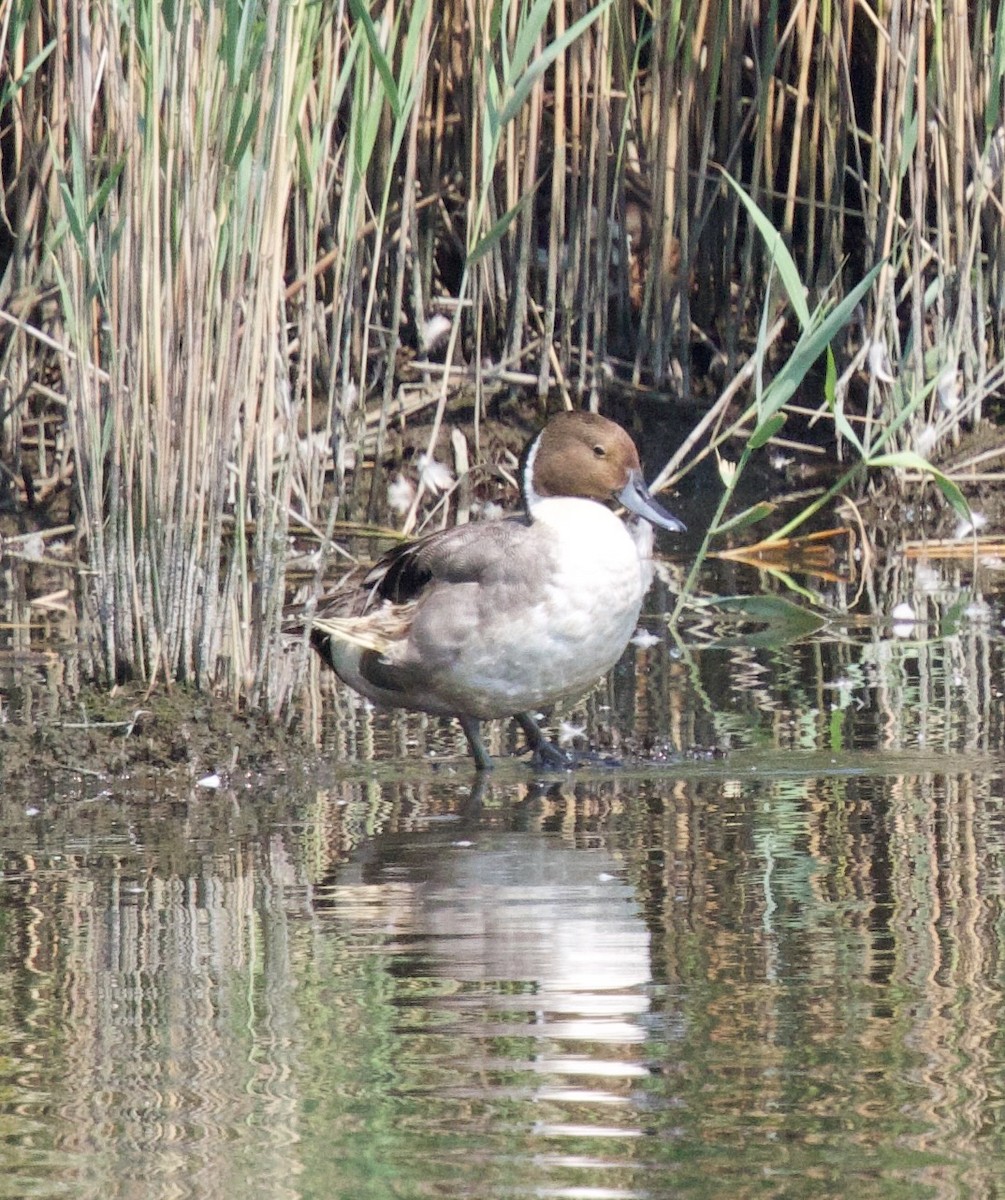 Northern Pintail - ML620713276