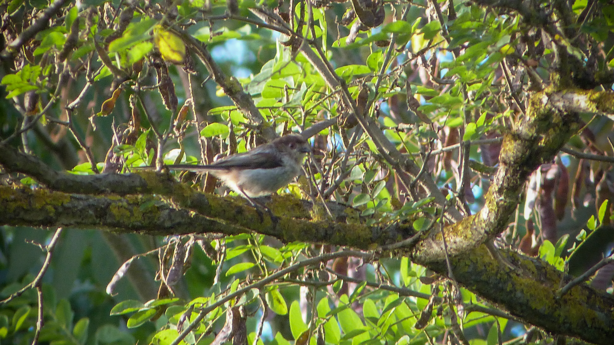 Long-tailed Tit - ML620713278