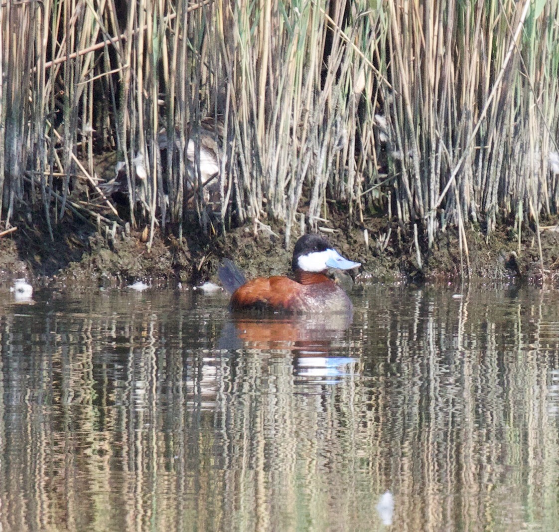 Ruddy Duck - Michael Yellin