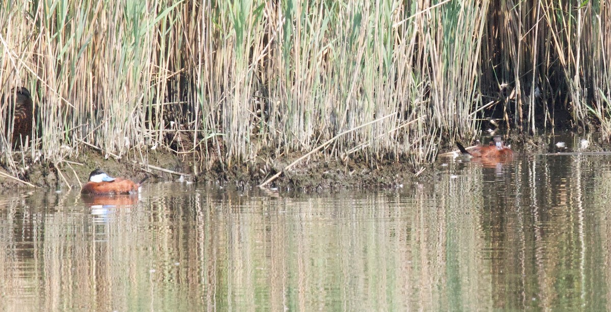 Ruddy Duck - ML620713282