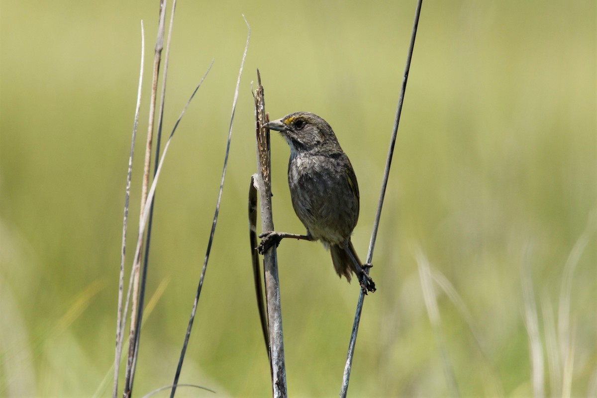 Seaside Sparrow - ML620713284