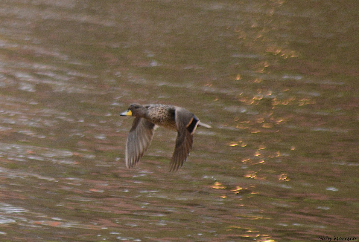 Yellow-billed Teal - ML620713285