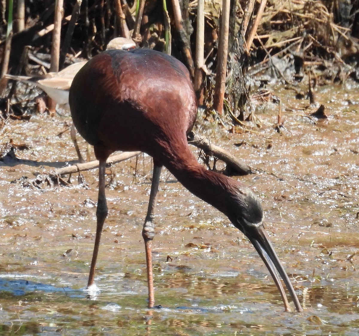 ibis hnědý - ML620713286