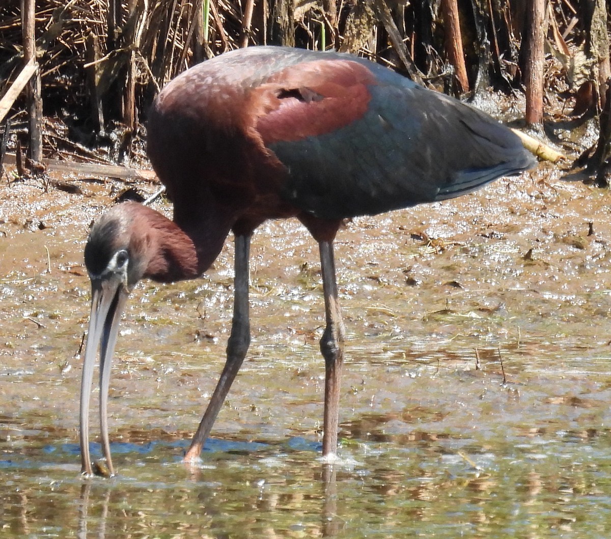 ibis hnědý - ML620713287