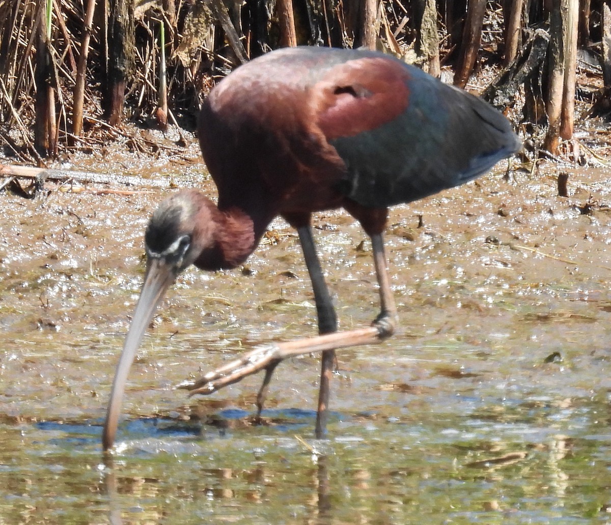 Glossy Ibis - ML620713288