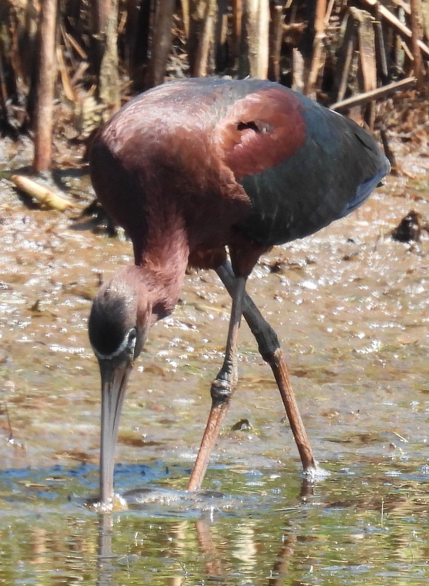 ibis hnědý - ML620713289