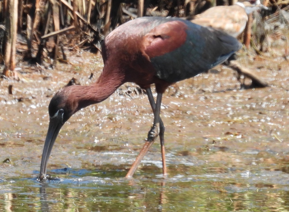 ibis hnědý - ML620713290